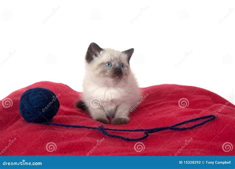 Cute Kitten On Red Blanket Stock Photo Image Of Mammal 15328292