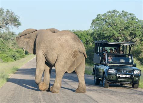 10 Best African Safaris Travelmag 2023