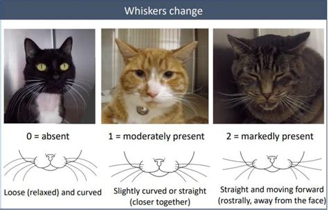 Facial Expressions Of Cats Reveal Their Inner Moods Study Says Cbc