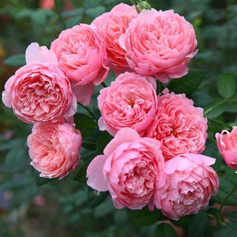 Hoa Hồng The Alnwick Rose Hoa Hồng David Austin Hồng Kem đẹp Nhất