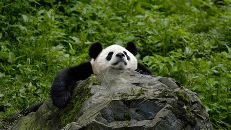 Le Panda Géant Une Espèce Prioritaire Wwf France