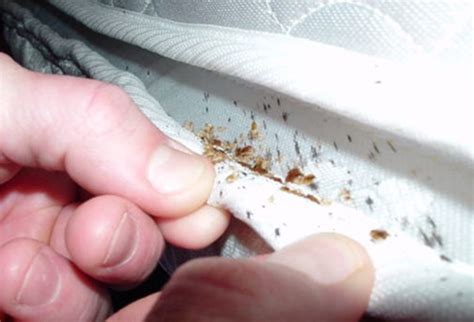 How To Tell If You Have Bed Bugs The Most Unmistakeable Signs Here Safeguard Pest Control