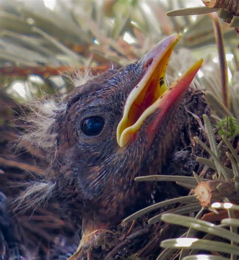 Brown Baby Bird Free Image Peakpx