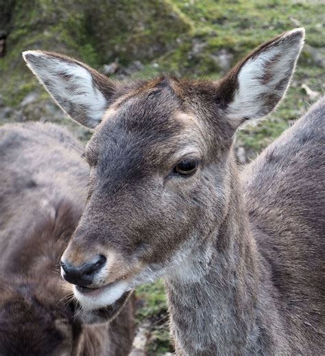 Während er immer in der öffentlichkeit stand, schützte er seine familie davor. Frau Hirsch.... Foto & Bild | natur, tiere, hirsch Bilder ...