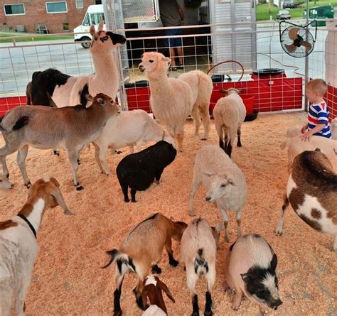 Traveling petting zoos often make stops at places like schools, daycares, retirement homes, community centers, and public events.2 x research source. Great American Petting Farm