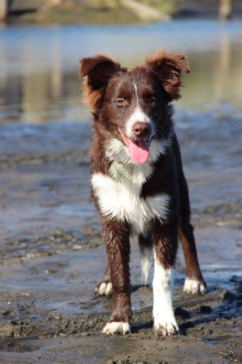 The inaugural meeting of the border collie club of great britain took place on the 6th august, 1973. Meet Mack and Milo from New Zealand! | Border Collie Fan Club