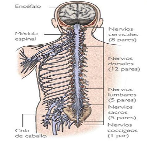 El Sistema Nervioso Somático Enseñamos Para Que Aprendan Wiki Fandom