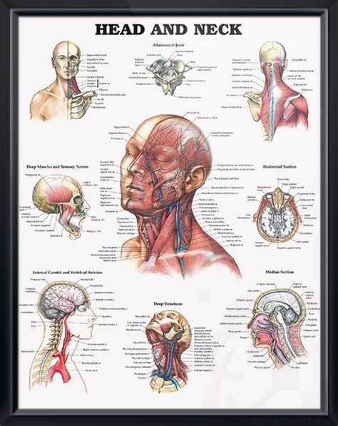Head And Neck Chart 20x26 Head And Neck Anatomy Medical Posters