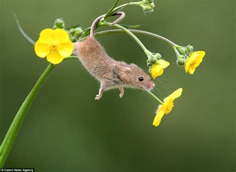 Photographer Captures Harvest Mice Playing Among The Flowers Daily