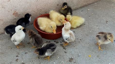 Five Little Ducks With Cute Baby Chickens Newborn Youtube