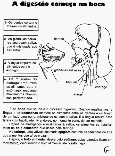 Atividades Sobre Sistema Digestivo 5 Ano