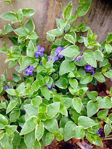 Lovely Vinca Vine This Beauty Lives Through Winter And Trails