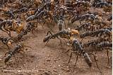 Termite Colony Images