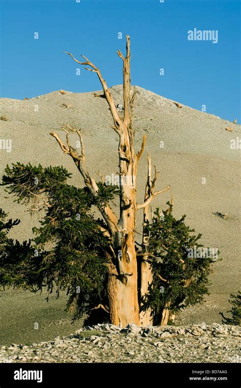 Bristlecone Pine Pinus Longaeva Worlds Oldest Trees Patriarch