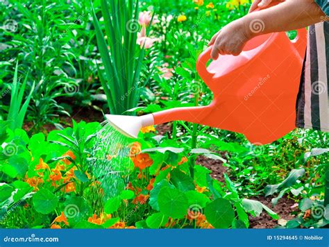 Watering Flowers Stock Image Image Of Fresh Pouring 15294645