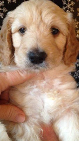 Goldendoodles are designer dogs, a hybrid resulting from breeding two purebred dogs. Adorable F1b Mini-Medium Goldendoodle Puppies for Sale in ...