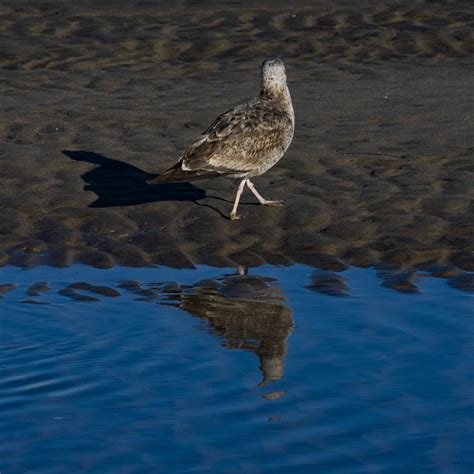 Immature Gull Free Stock Photo Public Domain Pictures