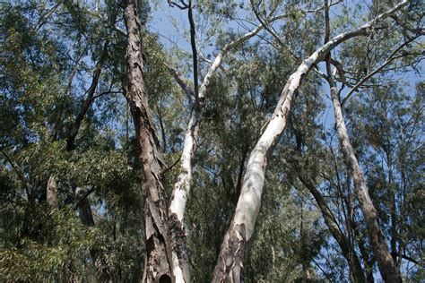 Eucalyptus Tree Trunks Free Stock Photo Public Domain Pictures