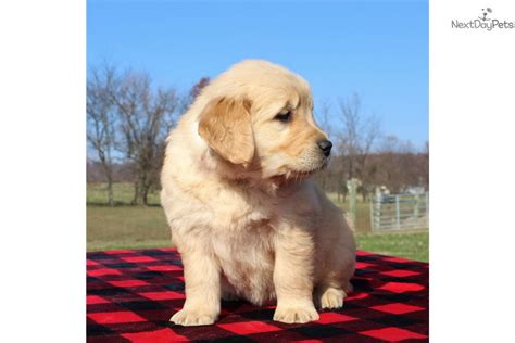Golden Retriever Puppy For Sale Near Harrisburg Pennsylvania