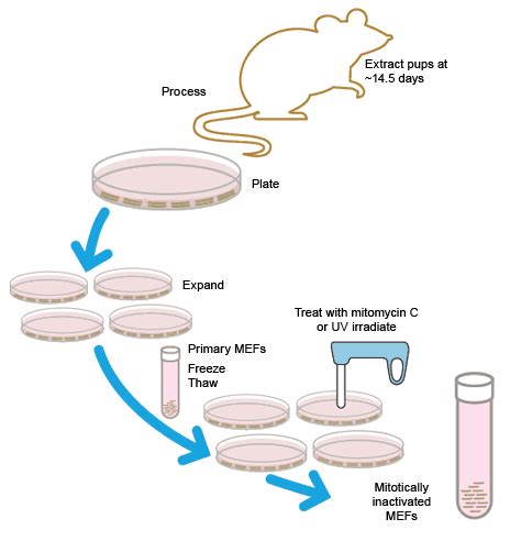 Maybe you would like to learn more about one of these? Isolation and Maintenance of Stem Cells | Applications ...