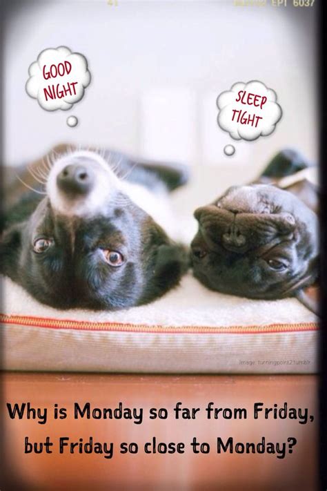 Monday Humor Weekend Flies By Animal Funny Cute Dog Good Night