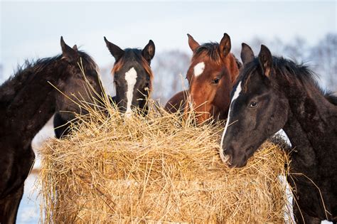 Four Young Horses Eating Hay Outdoors The Northwest Horse Source