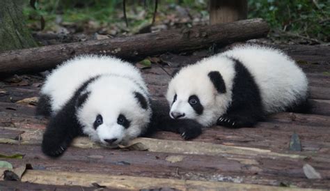 Tot Ce Trebuie ştiut Despre Urşii Panda Giganţi Unele Dintre Cele Mai