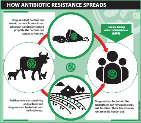 How Antibiotics In Livestock Farming Places All At Risk Daily Trust