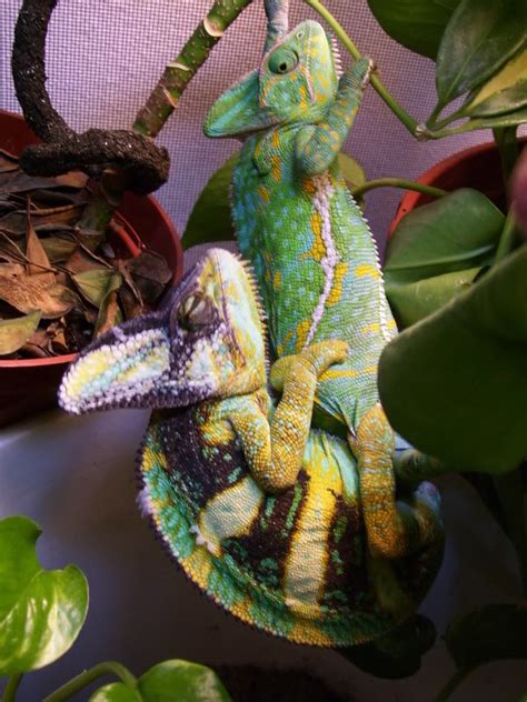 Veiled Chameleon Porn