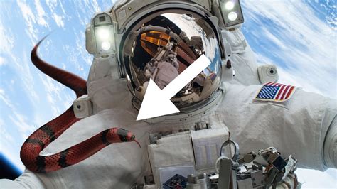 From mysterious kuiper belt objects and martian probes to historic rocket launches and daring efforts to touch the sun, here's what the next 12 months have in store. 7 Terrifying REAL Things Happened in Space! - YouTube