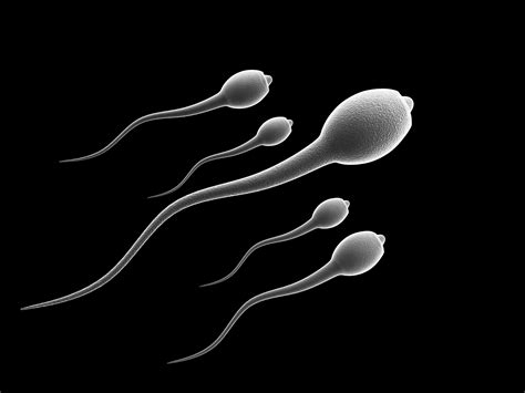 Reproductive Wake Up Call Mystery Decline In Sperm Count Of Men In