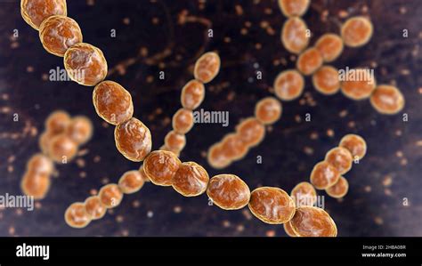 Soil Microflora Hi Res Stock Photography And Images Alamy