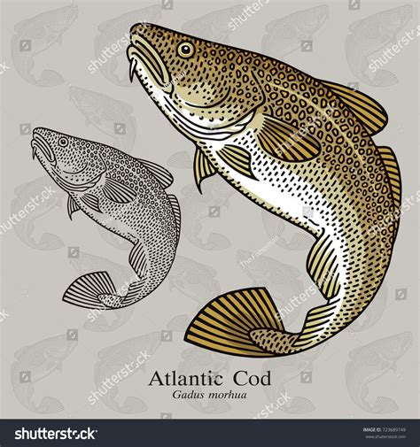 Atlantic Cod Vector Illustration Refined Details Stock Vector Royalty