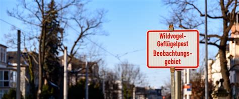 Wieder #vogelgrippe, wieder massentötungen von meist gesunden vögeln aus rein ökonomischen gründen. Vogelgrippe: Wie sicher ist die Versorgung mit Futter ...