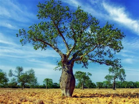 Ceiba Tree Trees Landscape · Free Photo On Pixabay