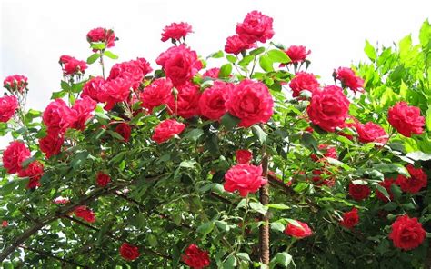 Beautiful red rose with rain drops. Picture beautiful roses are the most popular | Gallery ...