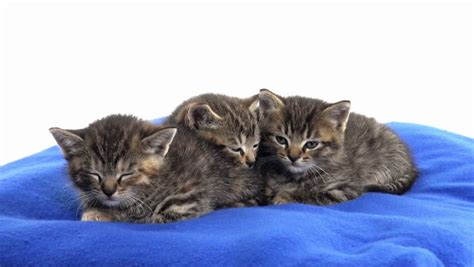 Three Cute Baby Tabby Kittens Sleeping On Blue Blanket