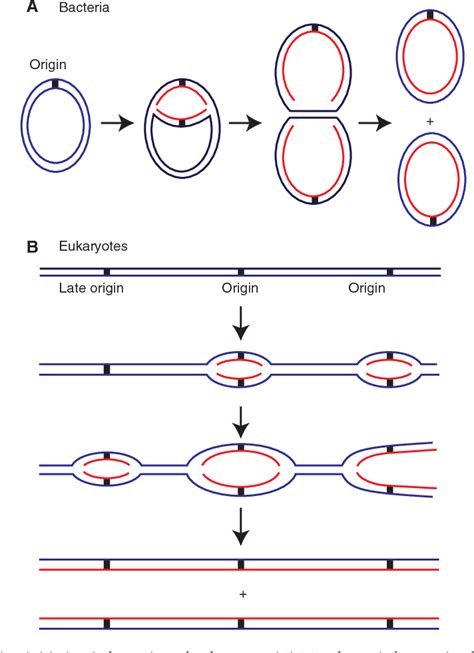 figure 1 from principles and concepts of dna replication in bacteria archaea and eukarya