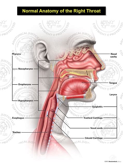 Human Throat Anatomy Glands