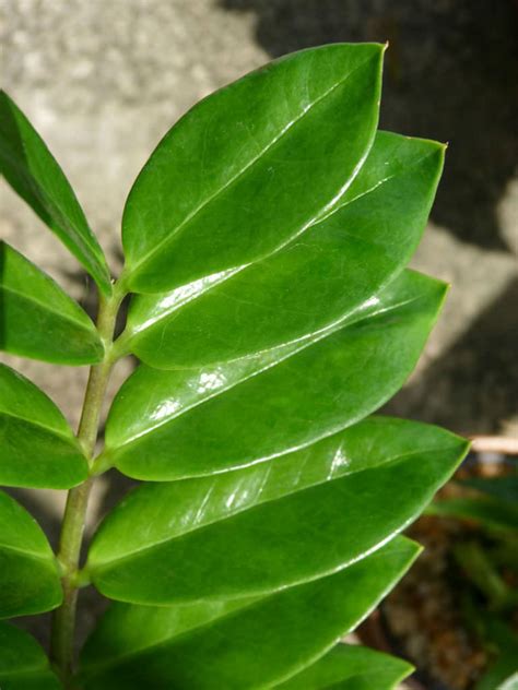 Maybe you would like to learn more about one of these? Zamioculcas zamiifolia (ZZ Plant) | World of Succulents