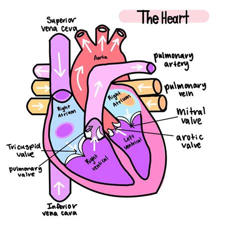 Heart Diagram Anatomy Goodnotes Aesthetic Heart Diagram Biology