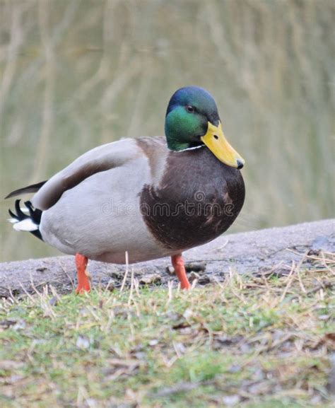 Bunga juga selalu diidentikan dengan indah, cantik, wangi, walaupun dalam kenyataannya bunga itu adalah kata umum untuk mengartikan bagian tumbuhan. 10 Gambar Bebek Cantik Berenang