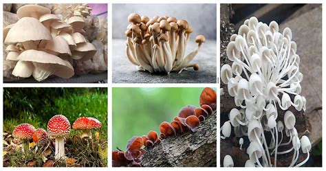 Kingdom Fungi Jamur Ciri Reproduksi Struktur Dan Klasifikasi
