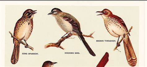 song birds poster wildlife lithograph print vintage wild etsy