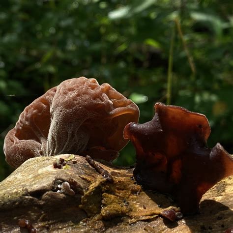 Anyways i placed the solution on the affected areas and massaged the damaged area to try to get all the solution. Jelly Fungi ~ Basidiomycota ~ Vic's Tree Service ...