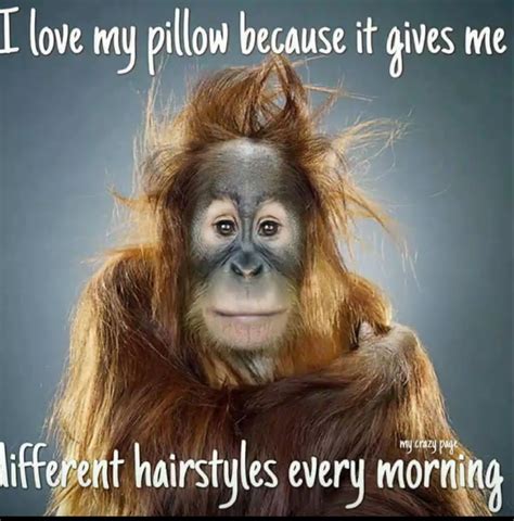 Pin By Lovequotes On Funny Funny Animal Faces Good Morning