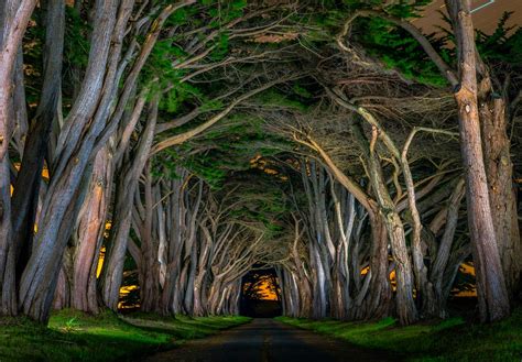 Beautiful Avenue Grass Natural Arch Road Trees Nocturnal
