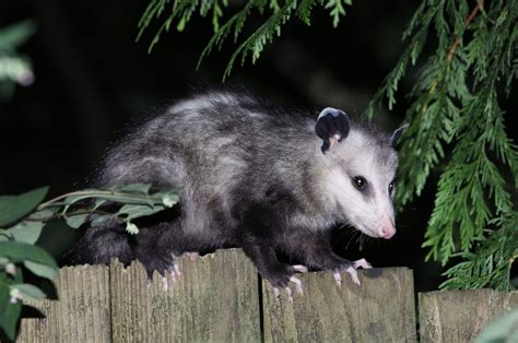 Opossum Control In Vacaville Vacaville Animal Control