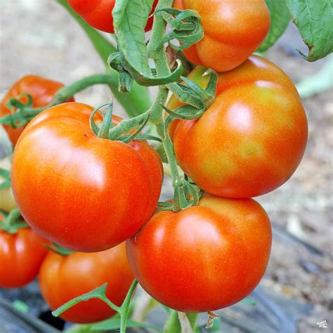 Tomato Momotaro — Green Acres Nursery And Supply