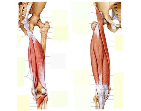 …front and sides of the thigh. Upper leg muscles
